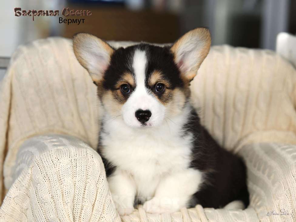 Собаки в других городах Московской области: Продается мальчик вельш корги пемброк Мальчик, 80 000 руб. - фото 2