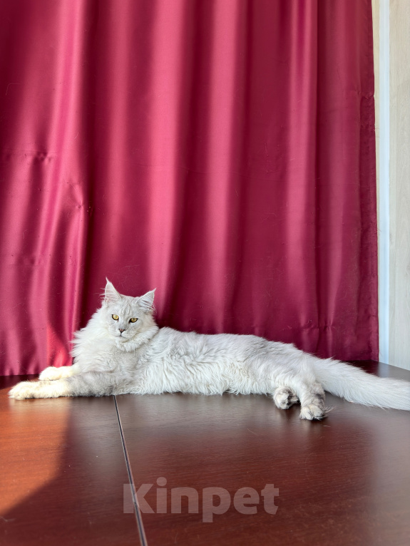 Кошки в Санкт-Петербурге: Мейн-кун котёнок Мальчик, 35 000 руб. - фото 3