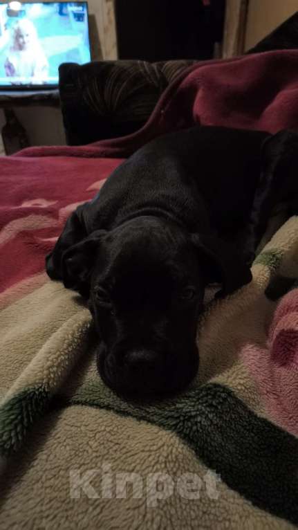 Собаки в Архангельске: Щенок Кане Корсо 25000р. Мальчик, 25 000 руб. - фото 2