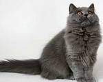 Кошки в Анапе: Пропал кот с зеленым или серым ошейником. Ул. Гулаева 14А Мальчик, 5 000 руб. - фото 1