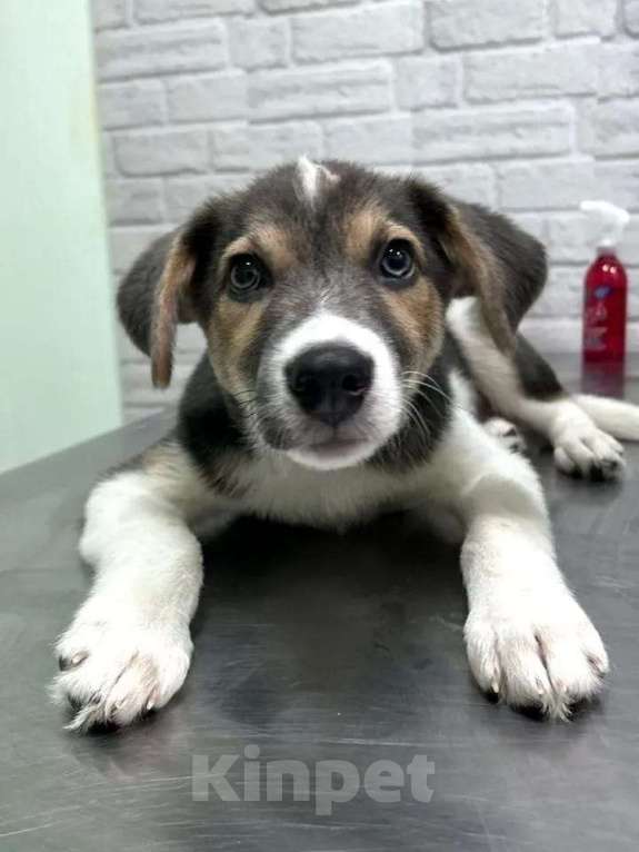 Собаки в Москве: Полкан ищет семью Мальчик, Бесплатно - фото 2