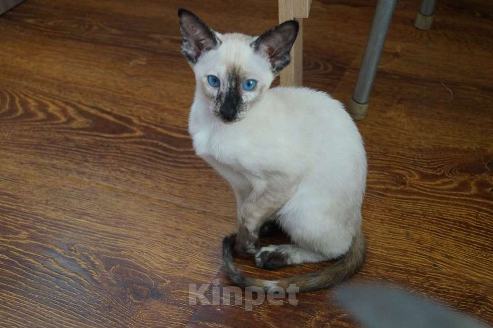 Кошки в Новосибирске: Продам Ориентальных котят Девочка, 20 000 руб. - фото 1