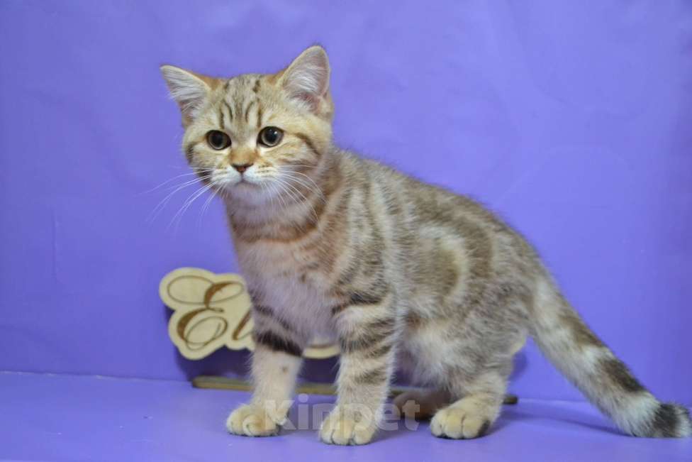 Кошки в Москве: Мраморный страйт Мальчик, 40 000 руб. - фото 7