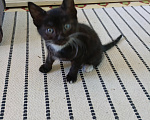 Кошки в Москве: Котенок Финик Мальчик, Бесплатно - фото 2