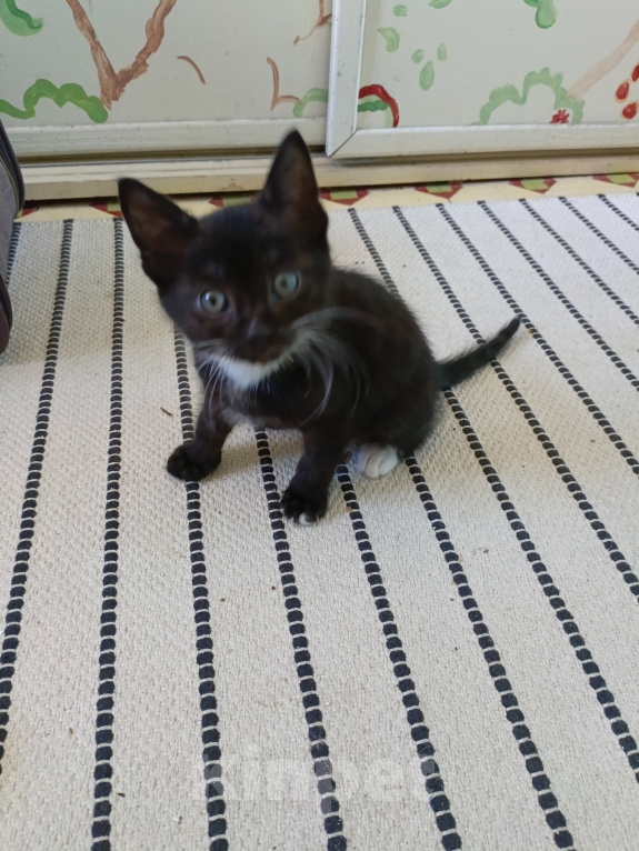 Кошки в Москве: Котенок Финик Мальчик, Бесплатно - фото 2