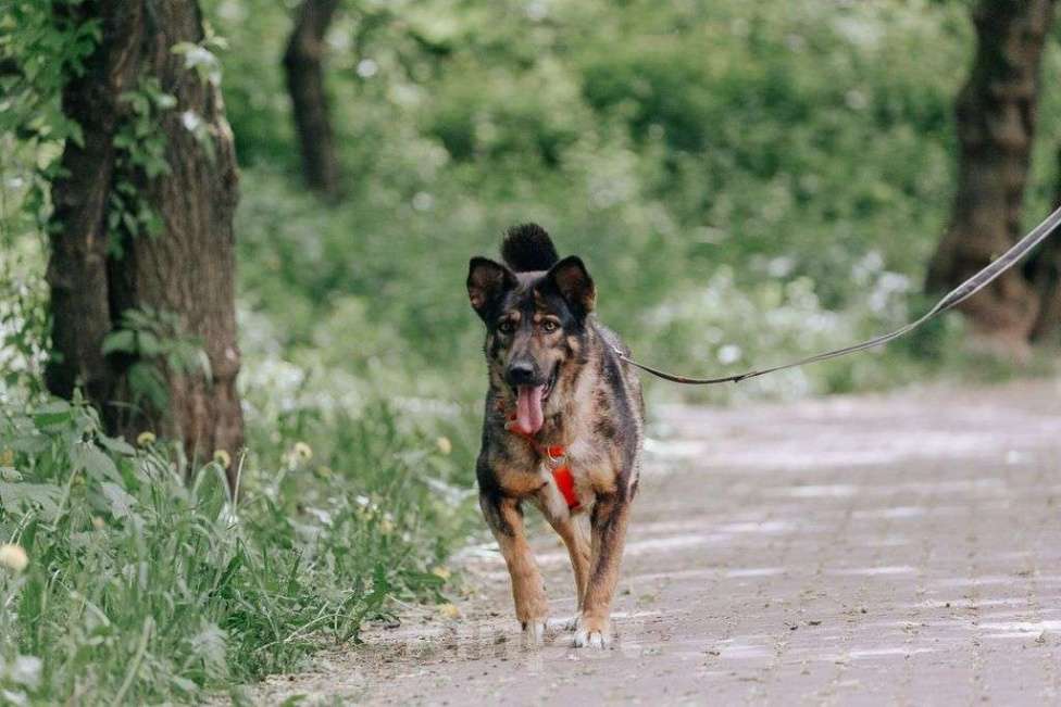 Собаки в Москве: Одри Девочка, Бесплатно - фото 3