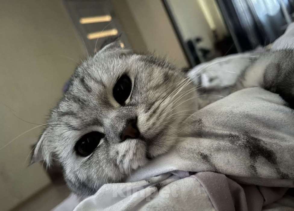 Кошки в Саратове: Шотландские котята Разнополые, 8 000 руб. - фото 8