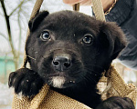 Собаки в Коломне: Малыш Молчун-философ ищет дом Мальчик, 100 руб. - фото 2
