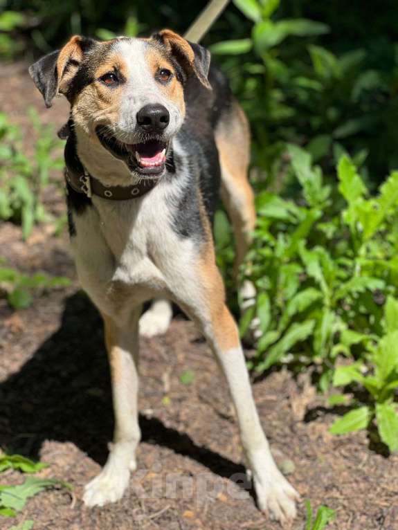 Собаки в Москве: Барон Мальчик, Бесплатно - фото 3