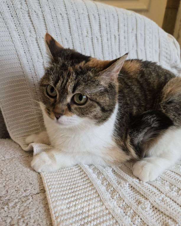 Кошки в Москве: Картошечка ищет дом Девочка, Бесплатно - фото 2