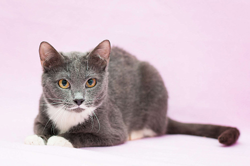 Мудрая кошка Услада