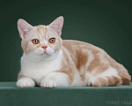 Кошки в Санкт-Петербурге: Продажа американских короткошерстных котят Мальчик, 65 000 руб. - фото 1
