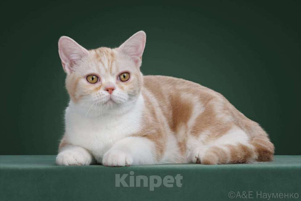 Кошки в Санкт-Петербурге: Продажа американских короткошерстных котят Мальчик, 65 000 руб. - фото 1