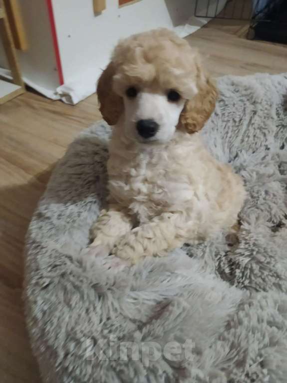 Собаки в Воронеже: Щeнки cрeднeго/миниатюрного пуделя, девочки Девочка, 50 000 руб. - фото 2