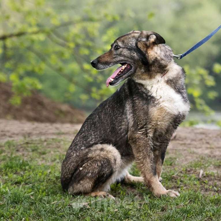 Собаки в Москве: Агата Девочка, Бесплатно - фото 2