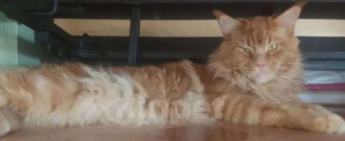 Кошки в Санкт-Петербурге: Продам кошечку мейн-кун Девочка, 12 000 руб. - фото 4