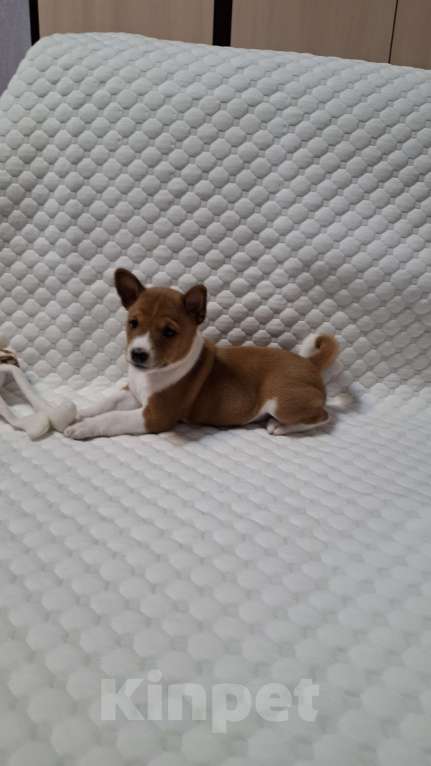 Собаки в Краснокамске: Продажа щенков Мальчик, Бесплатно - фото 2