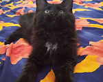 Кошки в Москве: Котята мейн кун Мальчик, Бесплатно - фото 1