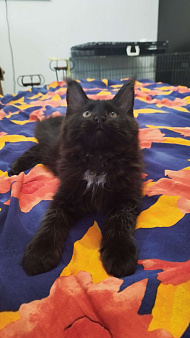 Котята мейн кун