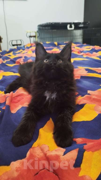 Кошки в Москве: Котята мейн кун Мальчик, Бесплатно - фото 1