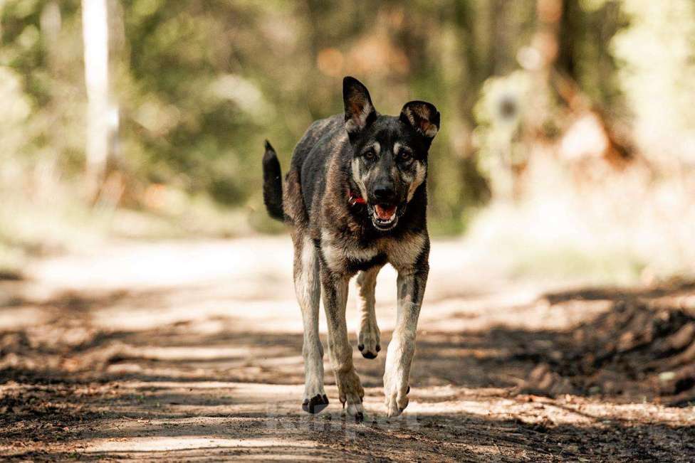 Собаки в Москве: Молодой кобель по кличке Чейз в поисках дома! Мальчик, Бесплатно - фото 6
