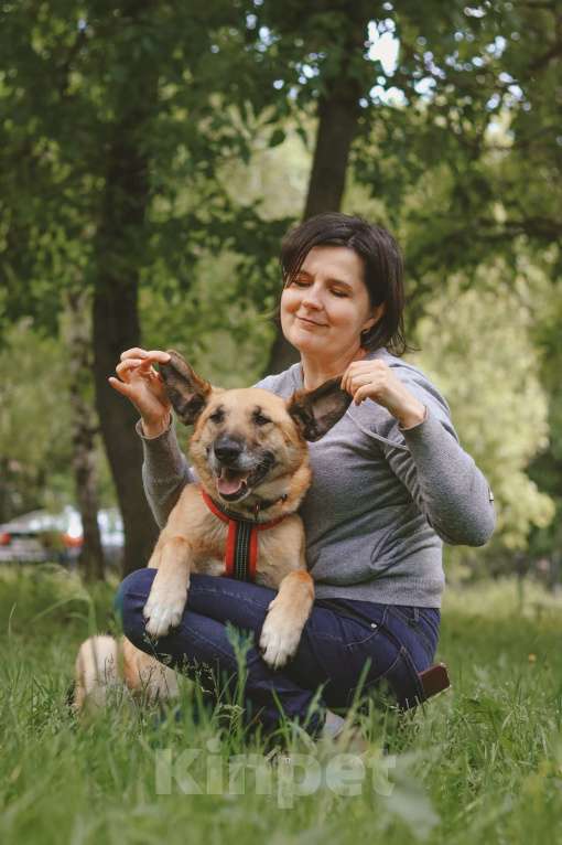 Собаки в Москве: Ласковая умница Эльза ждет хозяев Девочка, Бесплатно - фото 2