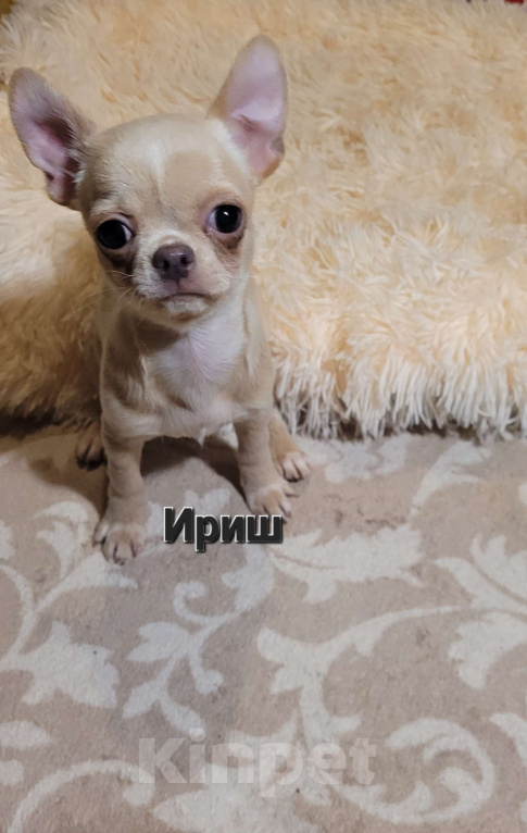 Собаки в Москве: Чихуахуа лиловая девочка Ириш Девочка, Бесплатно - фото 1