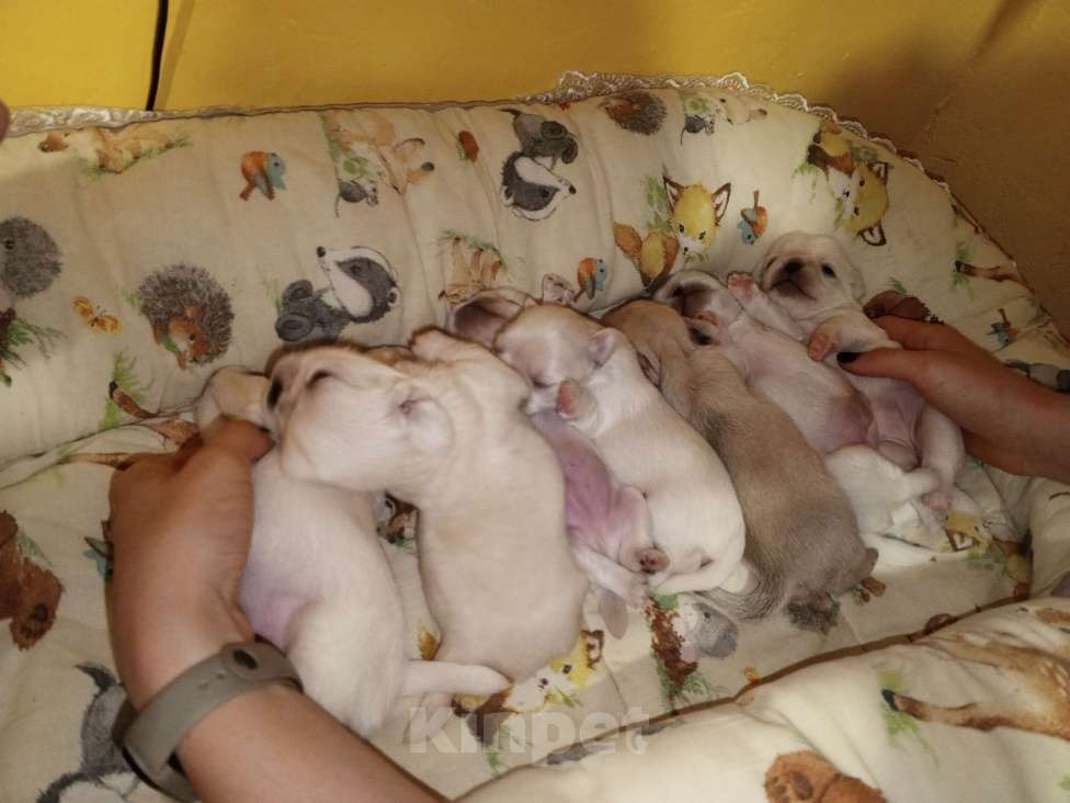 Собаки в Москве: Щенки белого мопса.  Мальчик, 50 000 руб. - фото 3