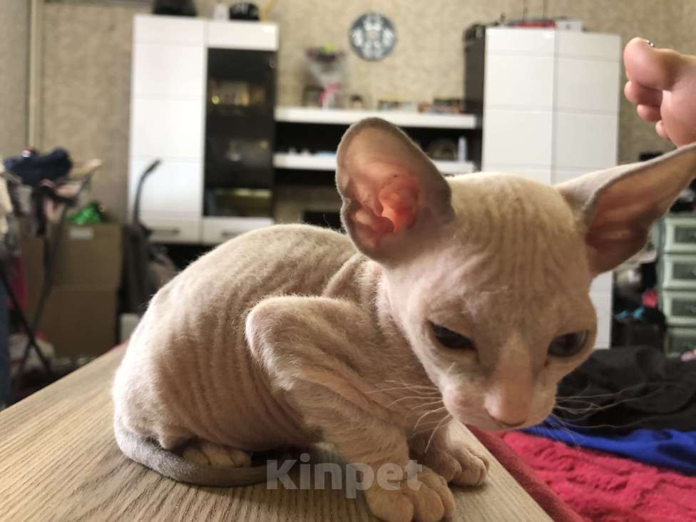 Кошки в Челябинске: Котенок донской сфинкс  полтора месяца  Мальчик, 12 000 руб. - фото 2