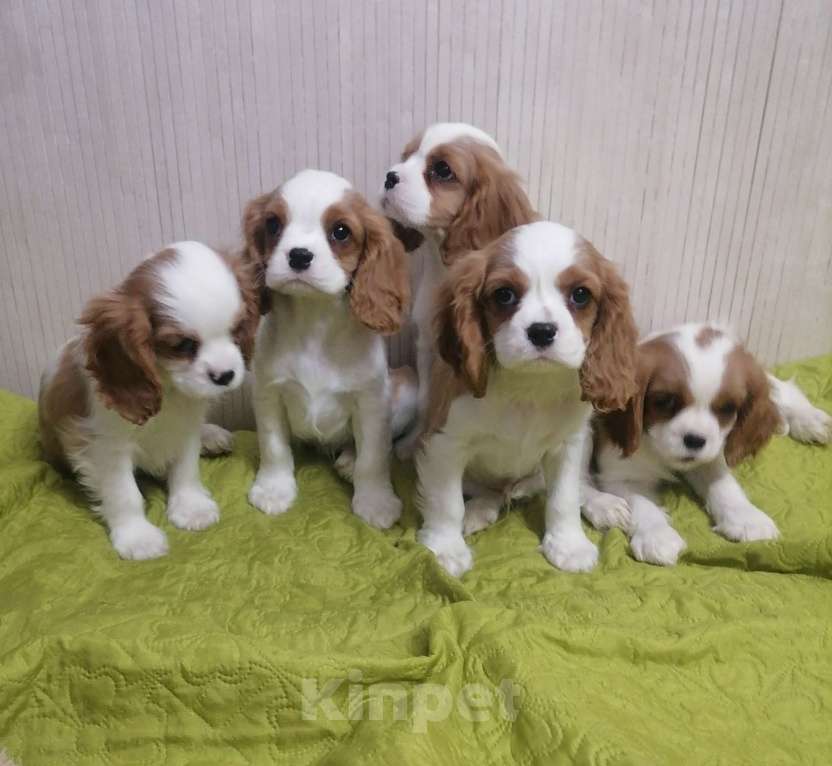 Собаки в Москве: Кавалер Кинг Чарльз спаниель Мальчик, 70 000 руб. - фото 1
