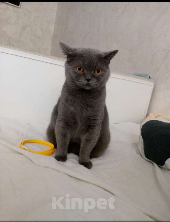 Кошки в Солнечногорске: Потерялась британочка Девочка, Бесплатно - фото 2