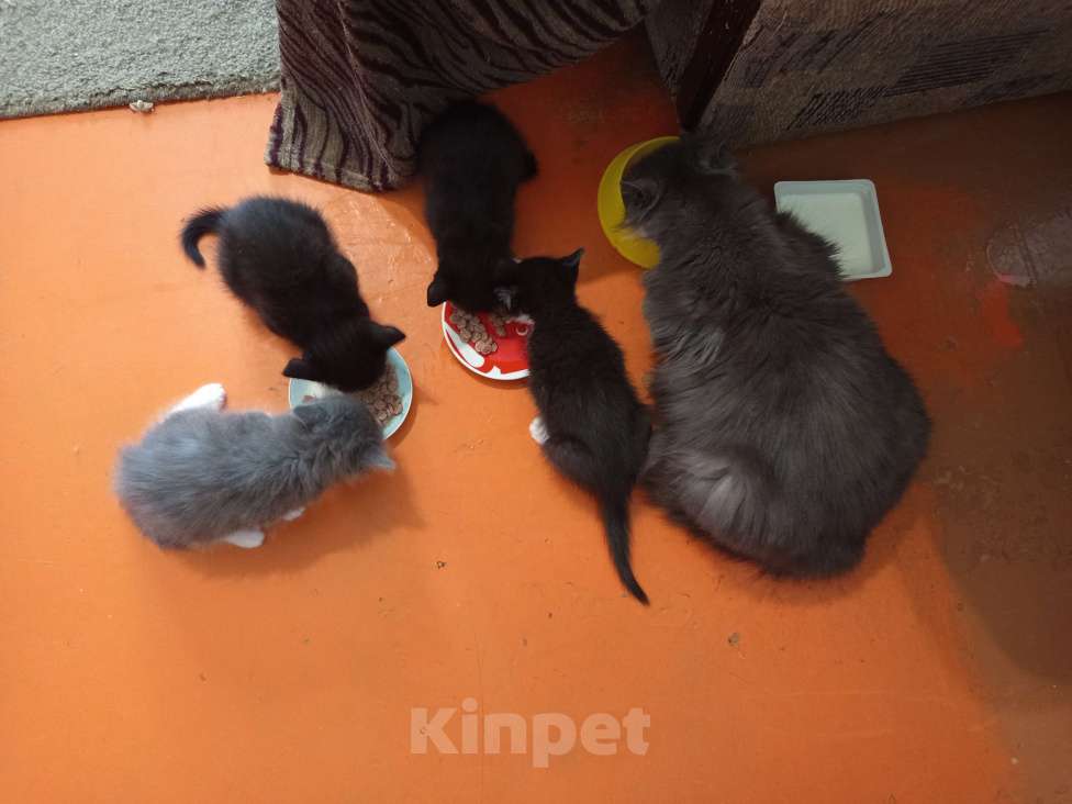 Кошки в Новосибирске: Очаровательная Ночка Девочка, Бесплатно - фото 2