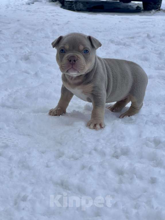 Собаки в Москве: Девочка  Девочка, 200 000 руб. - фото 2
