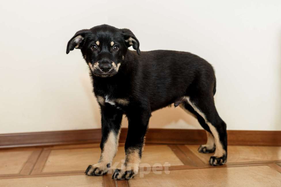 Собаки в Одинцово: Щенок метис Мальчик, Бесплатно - фото 3