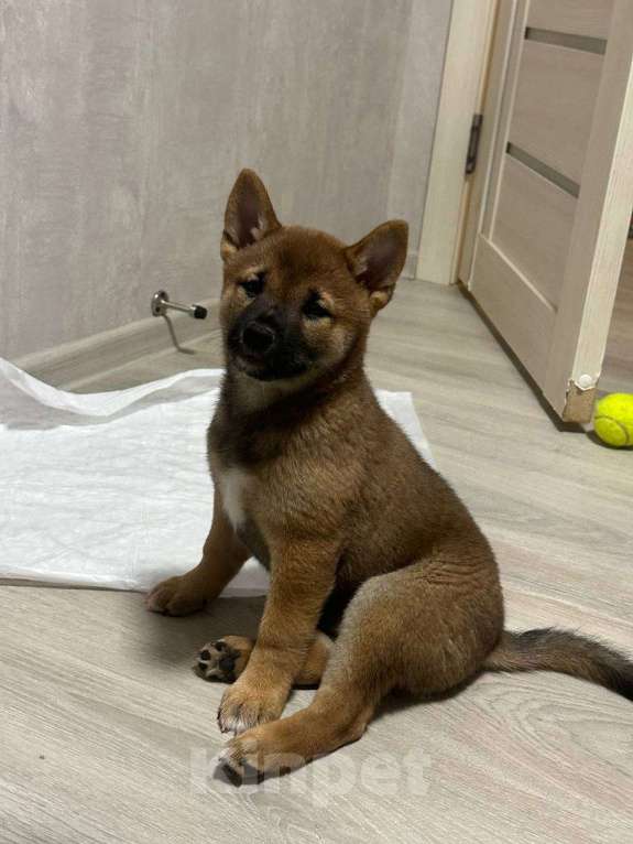Собаки в Казани: Щенок сиба ину от родителей чемпионов Мальчик, 55 000 руб. - фото 6