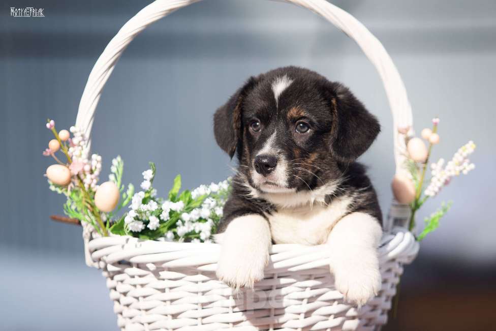 Собаки в Москве: Мальчик корги Мальчик, Бесплатно - фото 1