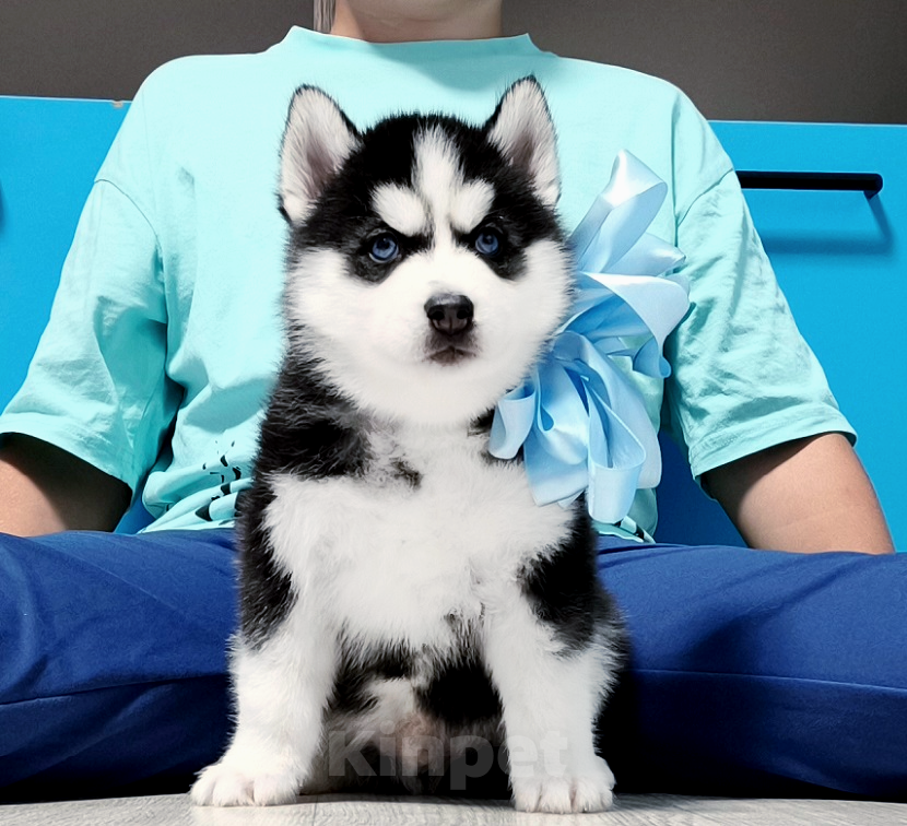 Собаки в Кисловодске: Хаски Щенки Разных окрасов Разнополые, Бесплатно - фото 1