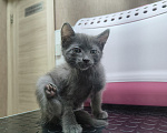 Кошки в Химках: Котёнок Уголёк Мальчик, 1 руб. - фото 4