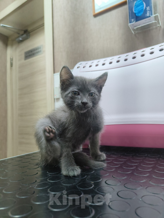 Кошки в Химках: Котёнок Уголёк Мальчик, 1 руб. - фото 4