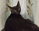 Кошки в Лобне: Котëнок в добрые руки🤗 Мальчик, 12 руб. - фото 2