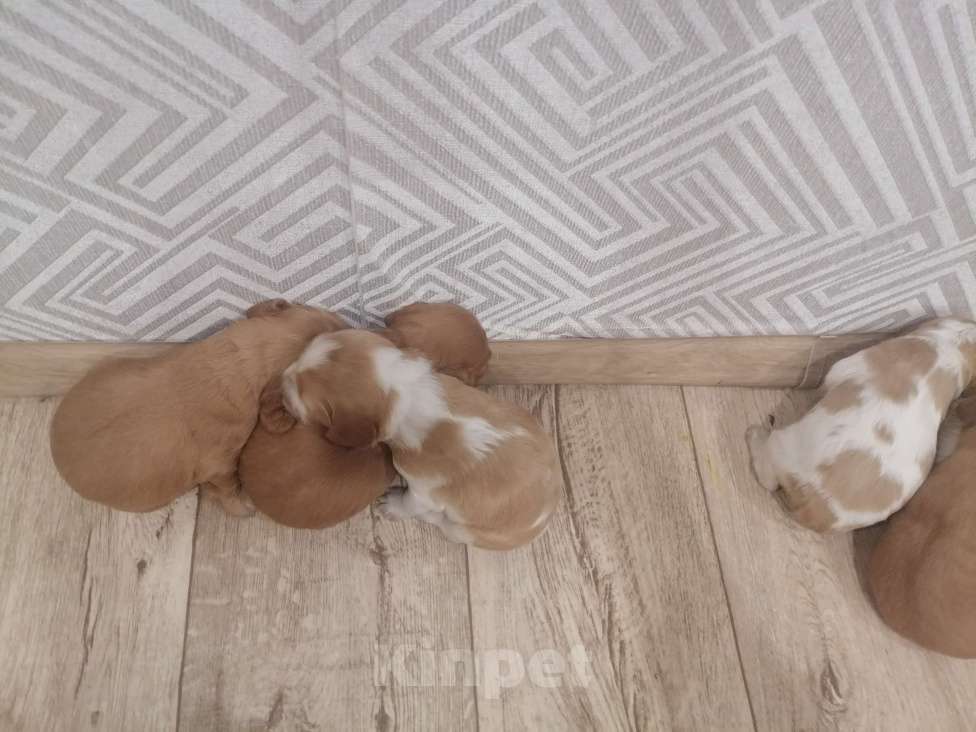 Собаки в Тобольске: Продам спаниеля  Мальчик, 10 000 руб. - фото 4