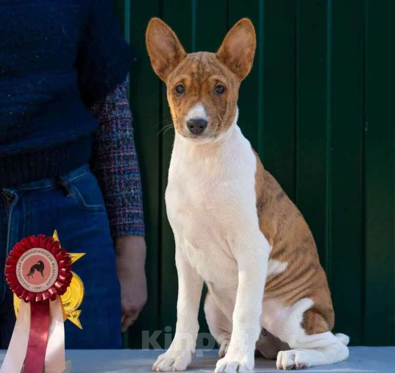Собаки в Санкт-Петербурге: Щенок басенджи Мальчик, 90 000 руб. - фото 1