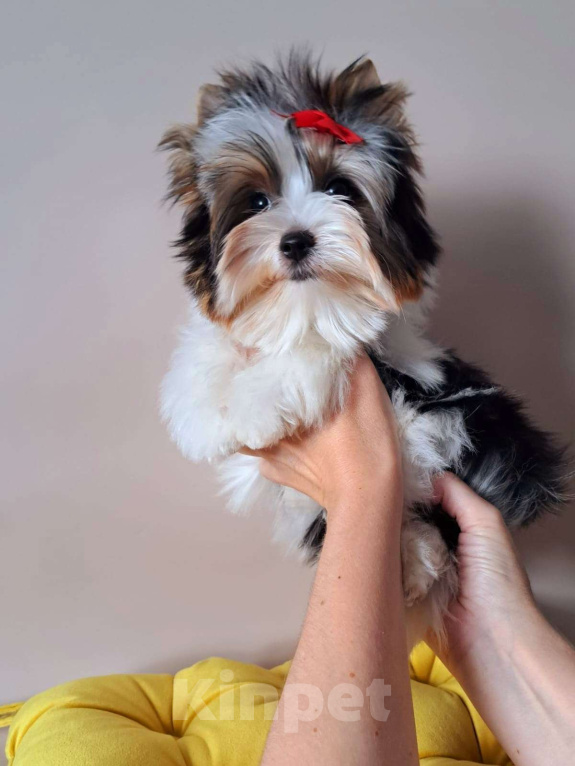 Собаки в Москве: Девочка Бивер Девочка, 265 000 руб. - фото 2