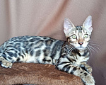 Кошки в других городах Свердловской области: Бенгальский котёнок Девочка, Бесплатно - фото 2