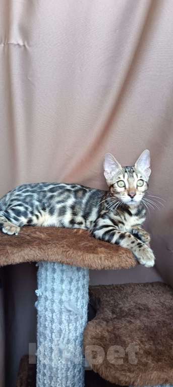 Кошки в других городах Свердловской области: Бенгальский котёнок Девочка, Бесплатно - фото 2