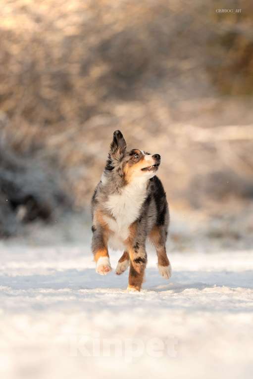 Собаки в Москве: Миниатюрная Американская Овчарка Щенок  Мальчик, 90 000 руб. - фото 5
