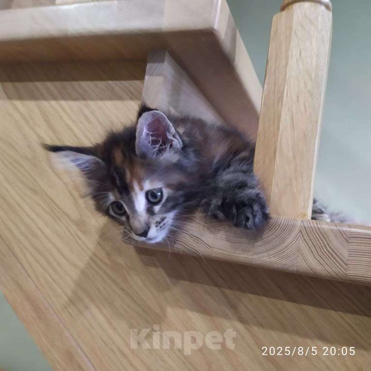 Кошки в других городах Московской области: Ищет ласкового хозяина Девочка, 30 000 руб. - фото 2