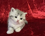 Кошки в Новосибирске: Продам шотландских котят Разнополые, Бесплатно - фото 7
