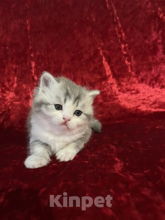 Кошки в Новосибирске: Продам шотландских котят Разнополые, Бесплатно - фото 7