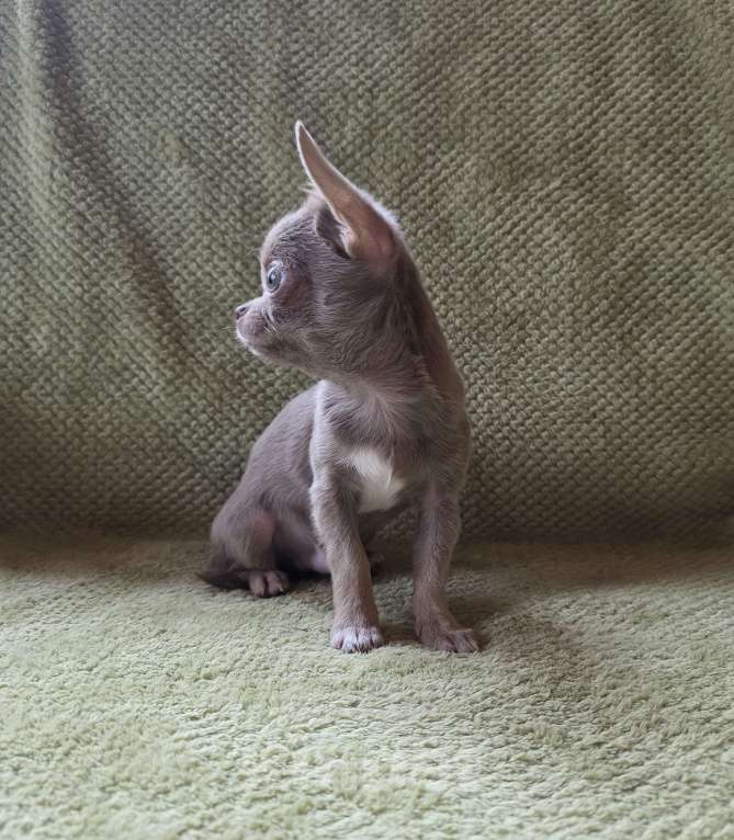 Собаки в других городах Московской области: Арамис Мальчик, 50 000 руб. - фото 5